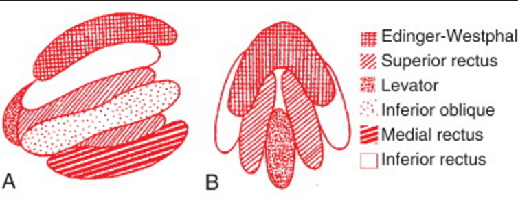 A) Lateral B) Rostral view