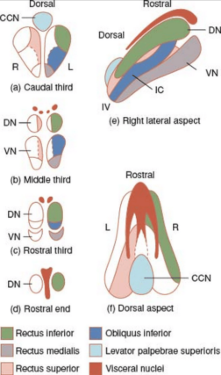 Caudal central nucleus (CCN), the motor pool for the levator palpebrae superioris. The motor pool of the superior rectus (hashed area) is contralateral to the extraocular muscle it innervates. The visceral (parasympathetic) nuclei are shown in Red. DN, dorsal nucleus; IC, intermediate column; IV, region of the trochlear nucleus; VN, ventral nucleus The parasympathetic nuclei (Edinger-Westphal and caudal central nucleus) originate from the neural crest cell so they are added dorsally to the somatic motor nuclei