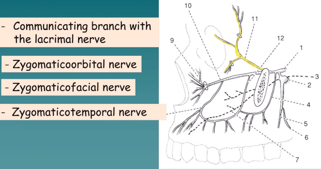 Zygomatic nerve
