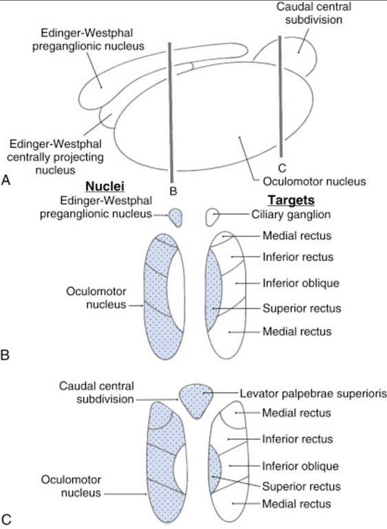 A) Lateral view of the oculomotor and related nuclei but as if the patient is lying prone
The motor neuron pools in the nucleus are shown in frontal sections through anterior (B) and posterior (C) parts of the nucleus. The superior rectus is the only one that crosses over