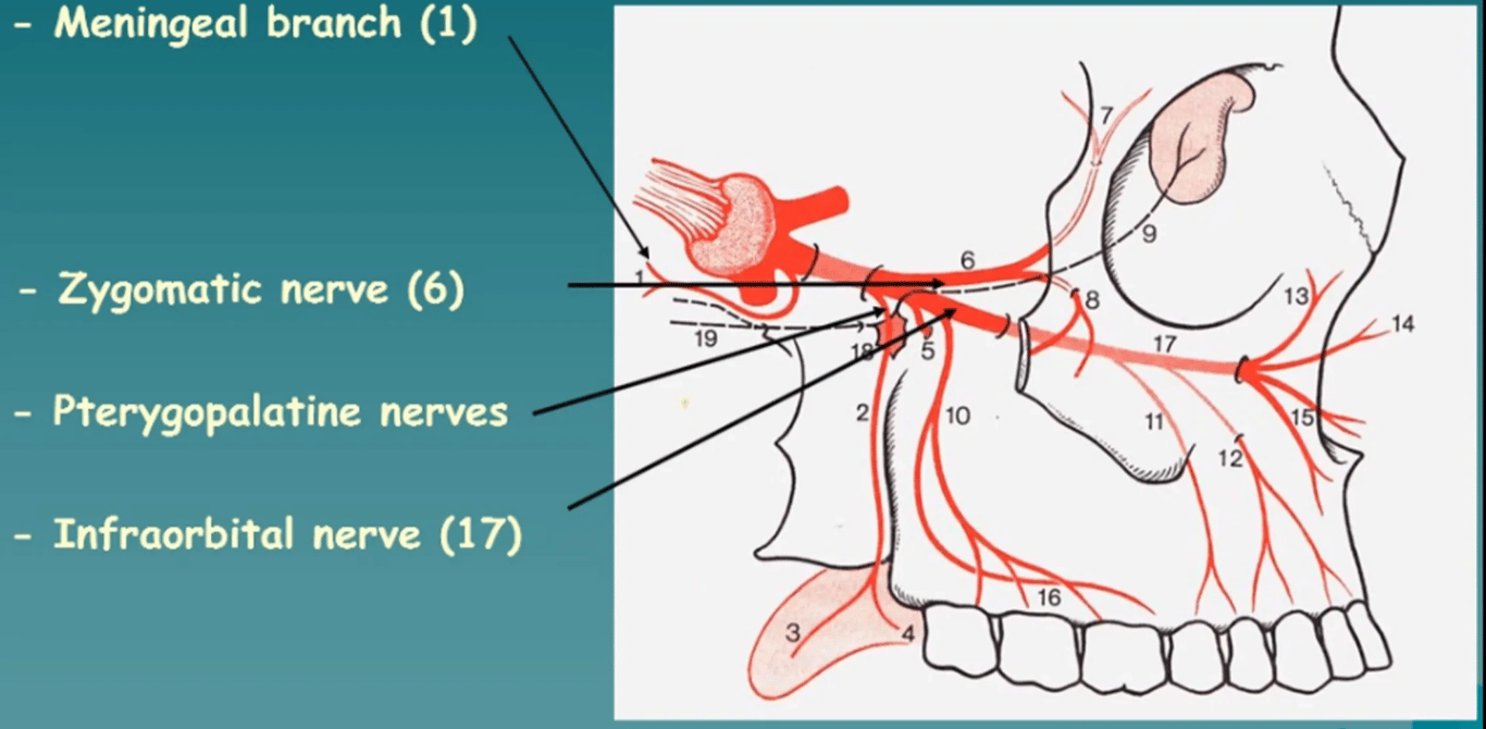 Branches of the maxillary nerve