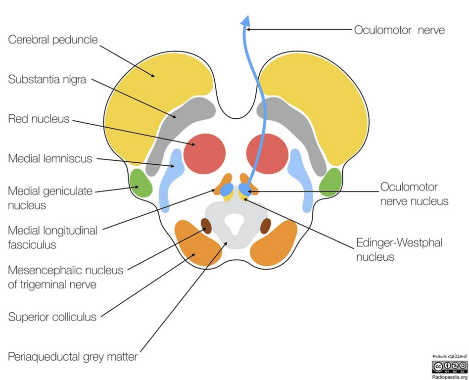 Midbrain - Axial section at the level of the superior colliculus and CN III