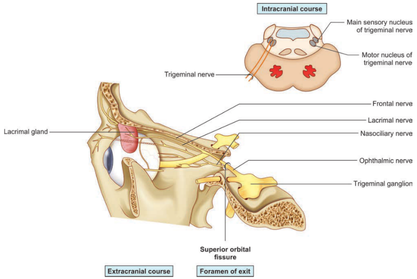 Intracranial course Lacrimal gland Trigeminal nerve Superior orbital fissure Main sensory nucleus Of trigeminal nerve Motor nucleus of trigeminal nerve Frontal nerve Lacrimal nera Nasociliary nerve Ophthalmic nerve Trigerninal ganglion 