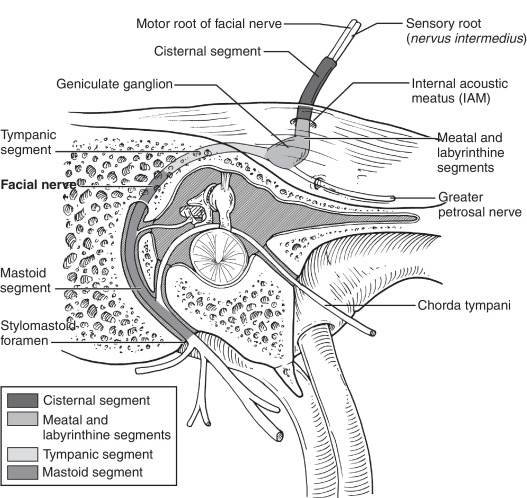 Anatomy of the facial nerve - ScienceDirect