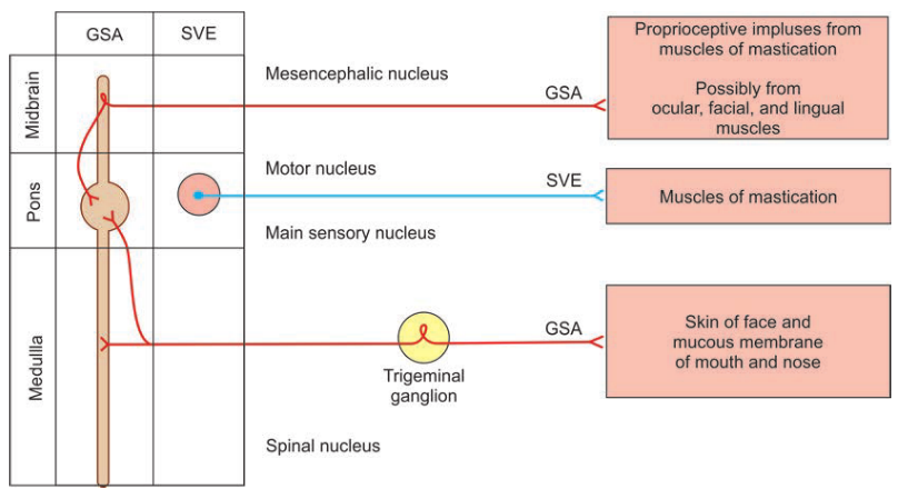 Pons Midbrain GSA SVE Main sensory コ 矼 us MO 一 0 「 nucleus M の 5 の コ c の pha 一 ic nucleus S マ コ を ぎ 5 T ュ geminal を ぎ コ SVE P 「 名 ま cept ~ 巴 ョ u 器 5 第 0 ョ ocu 「 . 「 き - a 一 . and lingual ョ uscles 0 一 ョ 25 一 一 ca 一 を コ M ( 0e5 of コ & 一 - on ョ uCOtJS ョ 2 ョ b 「 2 コ 2 of mouth and -65 の Skino 「 「 acea & Possibly 一 「 0 ョ 