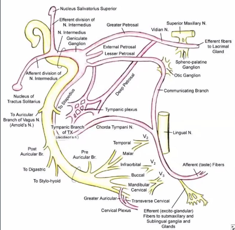 Nucleus Salivatorius Superior Efferent division Of Ν. lntermedlll$ N. lnterrnedius GMiculate Ganglion A%erent division of N. Nucleus of Tractus S01118nus Το Auricular Branch of Vagus N. (Amolds N.) Auricular Β'. Το Digastric Tympanic Branch Auricular Β'. Greater Petrosal External Petrosal Lesser Petrosal Tympanic plexus Chorda Tympani N. Malar Superior Maxillary N. Vldian Ν. Eferent flbers to lacnmal Gland Spheno-palatine Ganghon Otic Ganghon Communicatmg Branch Lingual N. Afferent (taste) Fibers Το Stylo-hyok Buccal Mandibular7 Greater Auricular Transverse Cervical Cervical Plexus EHerent (excito-gtandular) Fibers to submaxlllary and Sublingual ganglia and Glands 