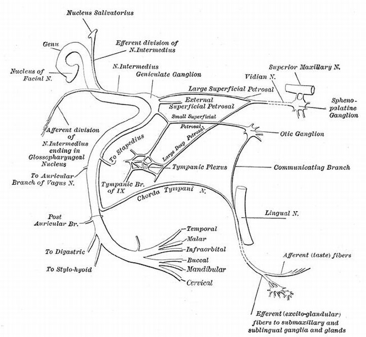 A diagram of the nervous system AI-generated content may be incorrect.