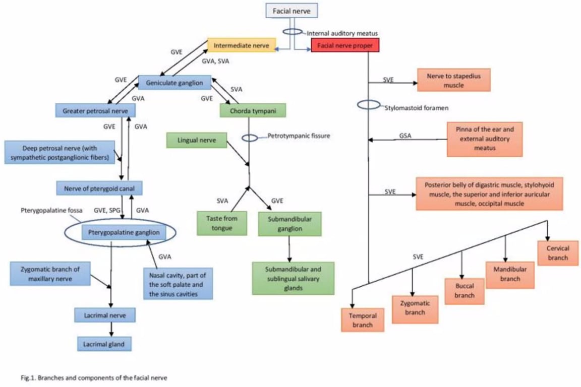 GVE GVE. SPG Facial nerve lntemal •u&torv rreatus GVA. SVA SVA C,VA ΦΙΑ GVA GVA I. &anches o' n«ve 