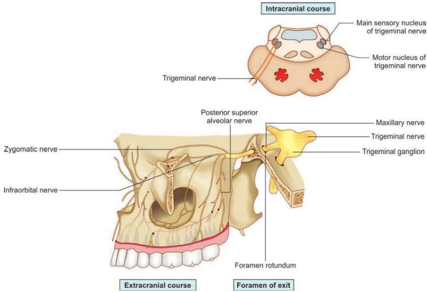 Intracranial course Zygomatic nerve Infraorbital nerve Trigeminal nerve Posterior superior alveolar nerve Foramen rotundum Main sensory nucleus of trigeminal nerve Motor nucleus of trigeminal nerve Maxillary nerve Trigeminal nerve Trigeminal ganglion 