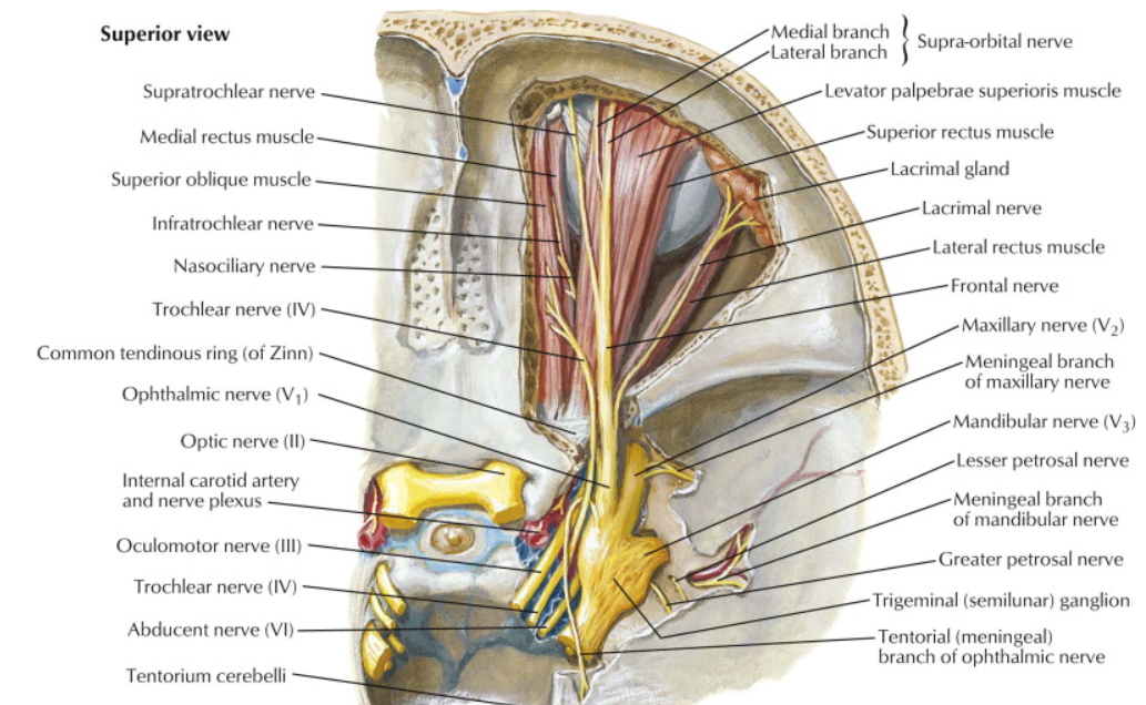 Superior view Supratrochlear nerve Medial rectus muscle Superior oblique muscle Iniratrochlear nerve Nasociliary nerve Trochlear nerve (IV) Common tendinous ring (of Zinn) Ophthalmic nerve (VI) Optic nerve (Il) Internal carotid artery and nerve plexus Oculomotor nerve (Ill) Trochlear nerve IV ) Abducent nerve (VI) Tentorium cerebelli Medial branch Lateral branch Supra-orbital nerve Levator palpebrae superioris muscle Superior rectuS muscle Lacrimal gland Lacrirnal nerve Lateral rectuS muscle Frontal nerve Maxillary nerve (V2) Meningeal branch of maxillary nerve Mandibular nerve (V3) Lesser petrosal nerve Meningeal branch oi mandibular nerve Greater petrosal nerve Trigeminal (semilunar) ganglion Tentorial (meningeal) branch of ophthalmic nerve 