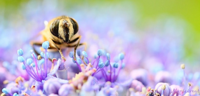 La spécialisation, c’est bon pour les insectes…