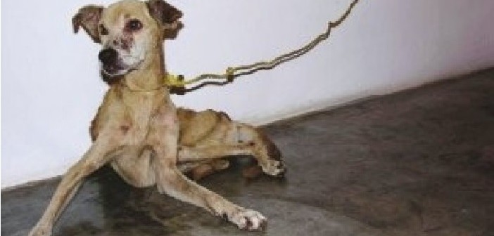 Une vie de chien, un gros risque pour les surdoués qui s’ignorent