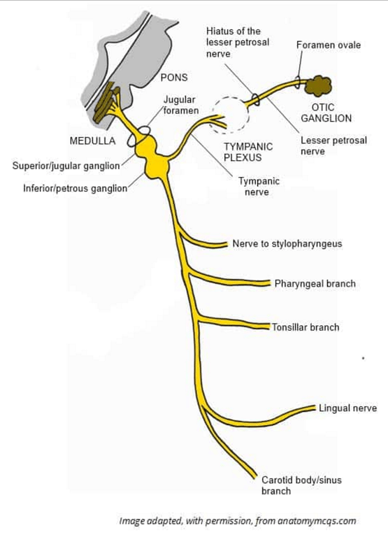 Tympanic nerve supplies the parasympathetic afferents of the tympanic plexus (see Nerve anastomosis)
