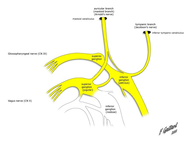 A diagram of the nervous system AI-generated content may be incorrect.