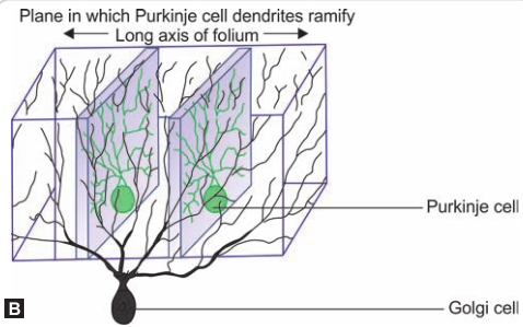 Plane in which Purkinje cell dendrites axis of folium -- Purkinje Golgi 