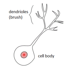 A diagram of cell body AI-generated content may be incorrect.