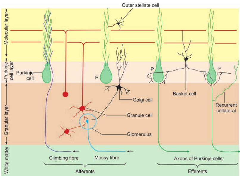 cell Outer stellate cell Golgi cell Granule cell Basket cell Climbing fibre Mossy fibre Recurrent collateral Axons of Purkinje cells 