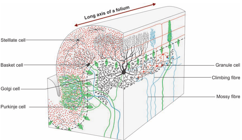Stelllate cell Basket cell Golgi cell Purkinje cell Granule cell Climbing fibre Mossy fibre 