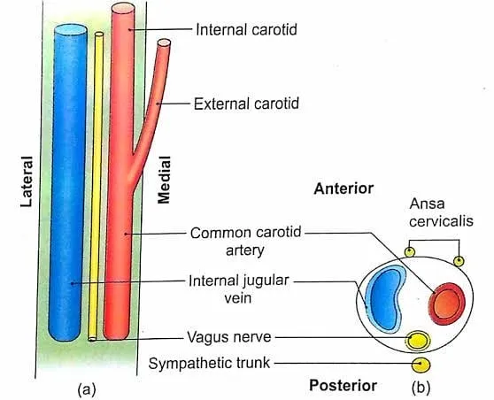 No photo description available.