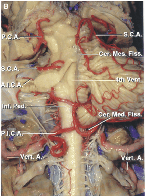 Another specimen post view