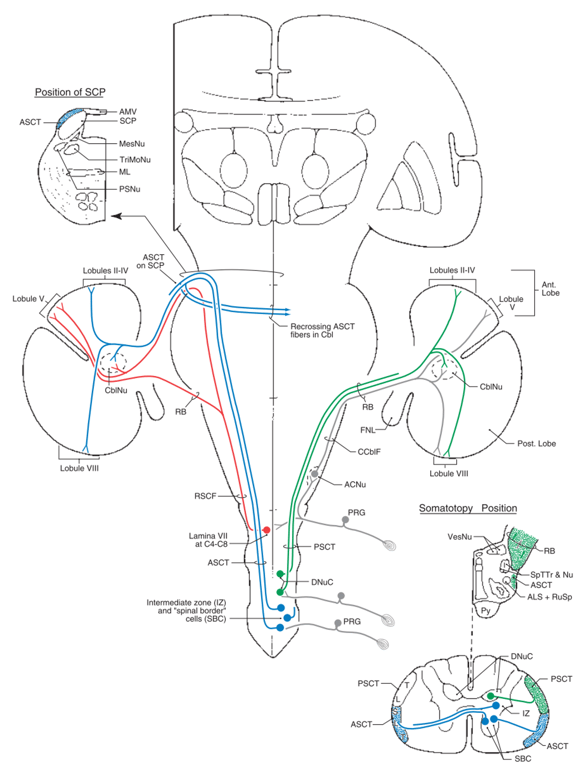 Spinocerebellar tract (Anterior/Posterior)