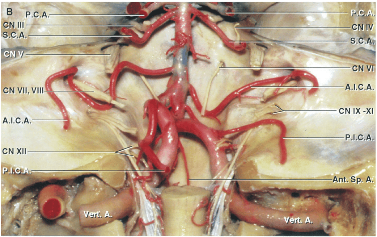 Posterior view of the cranial base with the cranial nerves and arteries preserved