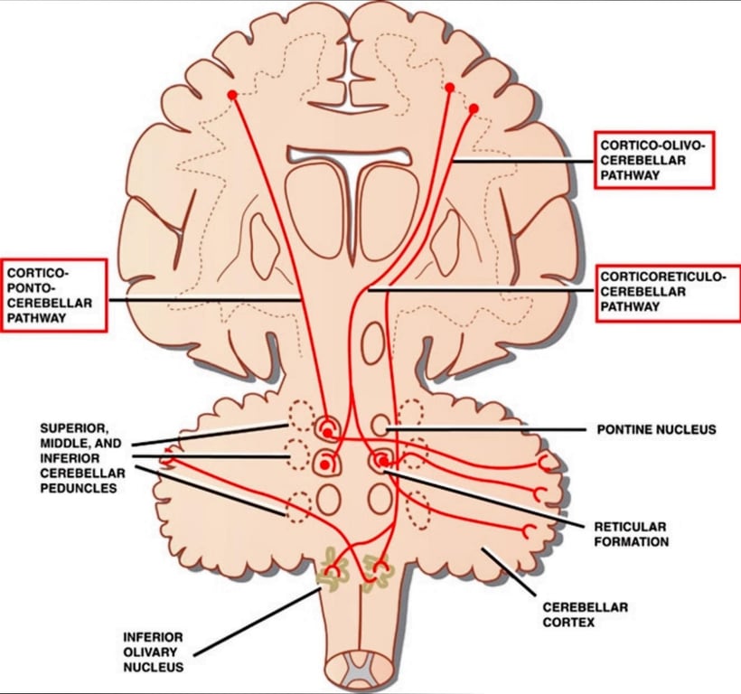 CORTICO- PONTO- CEREBELLAR PATHWAY SUPERIOR, MIDDLE, AND INFERIOR CEREBELLAR PEDUNCLES INFERIOR OLIVARY NUCLEUS CORTICO-OLIVO- CEREBELLAR PATHWAY CORTICORETICULO. CEREBELLAR PATHWAY PONTINE NUCLEUS RETICULAR FORMATION CEREBELLAR CORTEX 