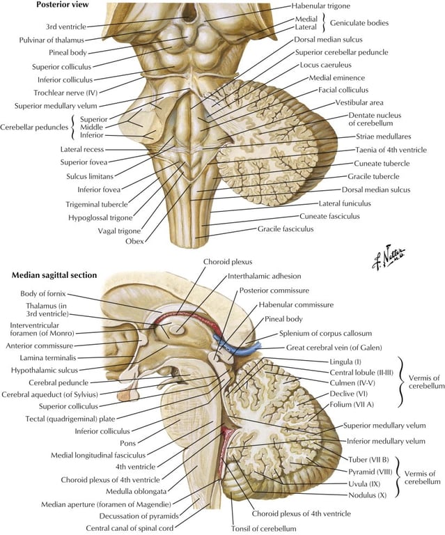 Posterior view 3rd ventricle Pulvinar of thalamus Pineal body Superior colliculus Inferior colliculus Trochlear nerve (IV) Superior medullary velum Superior Cerebellar peduncles Middle Lateral recess Superior fovea Sulcus limitans Inferior fovea Trigeminal tubercle Hypoglossal trigone Vagal trigone Obex Median sagittal section Body of fornix Thalamus (in 3rd ventricle) Interventricular foramen (of Monro) Anterior commissure Lamina terminalis Hypothalamic sulcus Cerebral peduncle Cerebral aqueduct (of Sylvius) Superior colliculus Tectal (quadrigeminal) plate Inferior colliculus Pons Medial longitudinal fasciculus 4th ventricle Choroid plexus of 4th ventricle Medulla oblongata Median aperture (foramen Of Magendie) Decussation of pyramids Central canal of spinal cord Habenular trigone Medial Geniculate bodies lateral Dorsal median sulcus Superior cerebellar peduncle Locus caeruleus Medial eminence Facial colliculus Cv.t Vestibular area Dentate nucleus of cerebellum Striae medullares Taenia of 4th ventricle Cuneate tubercle Gracile tubercle Dorsal median sulcus Lateral funiculus Cuneate fasciculus Gracile fasciculus Choroid plexus Interthalamic adhesion Posterior commissure Habenular commissure Pineal body Splenium of corpus callosum Great cerebral vein (Of Galen) Lingula (l) Central lobule (11-111) Culmen (IV'•V) Declive (VI) Folium (Vll A) Vermis Of cerebellum Superior medullary velum Inferior medullary velum Tuber B) Pyramid (Vlll) Uvula (IX) Nodulus (X) Choroid plexus Of 4th ventricle Tonsil of cerebellum Vermis of cerebellum 