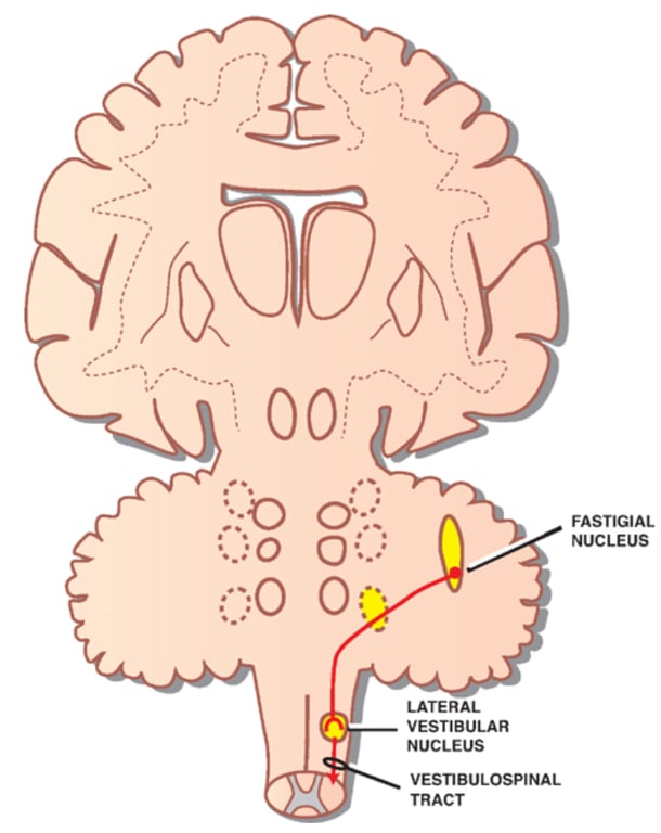 A diagram of a human brain AI-generated content may be incorrect.