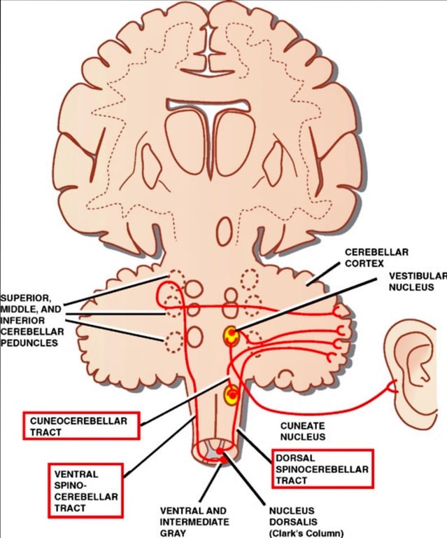 CEREBELLAR CORTEX VESTIBULAF NUCLEUS UPERIOR, IDDLE, AND NFERIOR EREBELLAR PEDUNCLES CUNEOCEREBELLAR TRACT VENTRAL SPINO- CEREBELLAR TRACT VENTRAL AND INTERMEDIATE GRAY CUNEATE NUCLEUS DORSAL SPINOCEREBELLAR TRACT NUCLEUS DORSALIS (Clark's Column) 