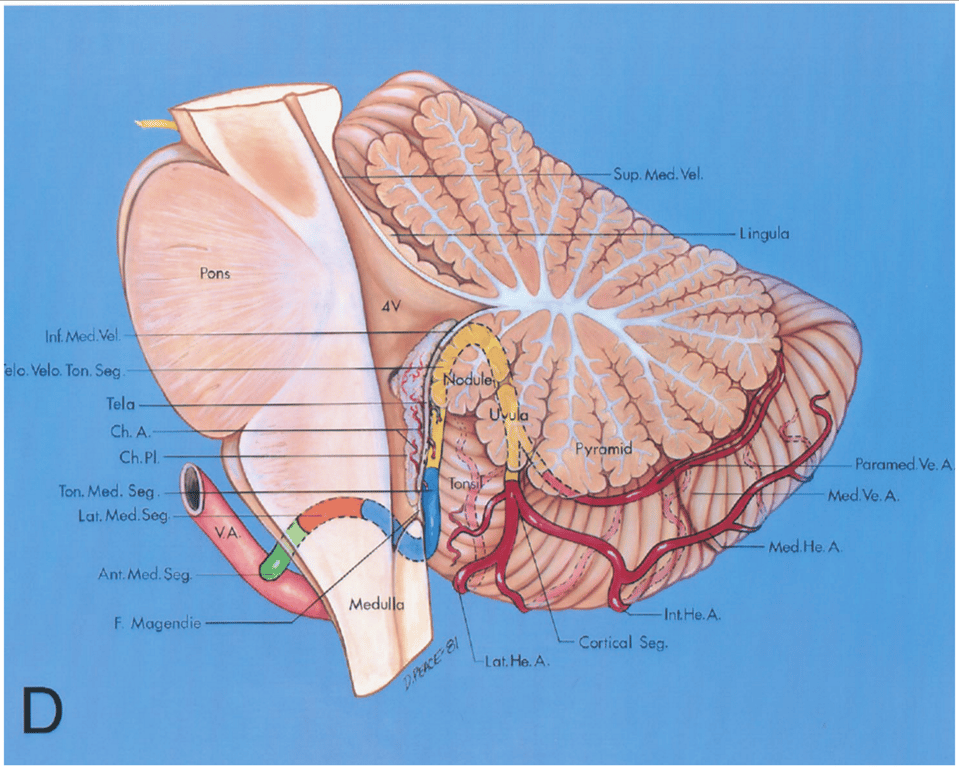 Midsagittal section. 
