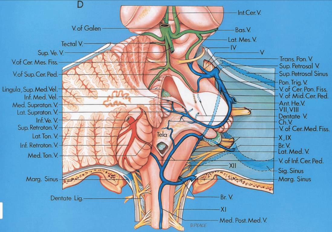 Deep cerebellum and fourth ventricle, posterior view