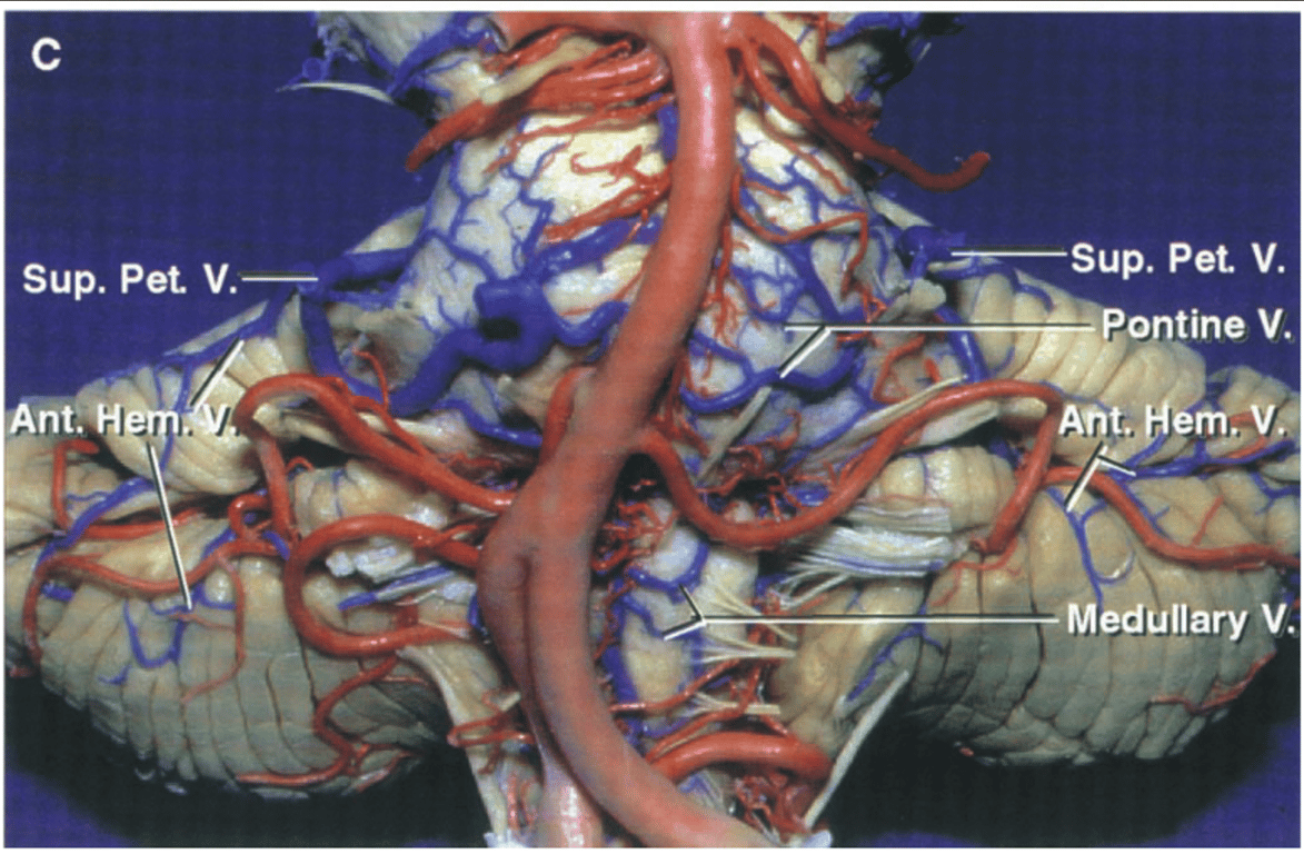 Petrosal surface and anterior surface of the brainstem