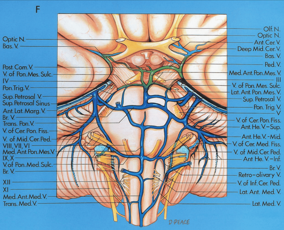 Brainstem, anterior view