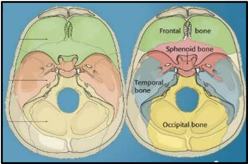 Anatomy of skull base