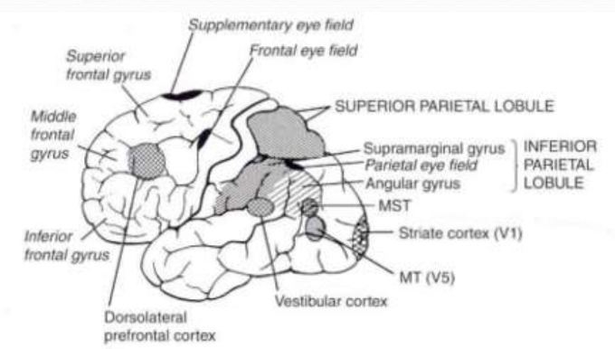 E OR PARIETAL MT Ⅳ 