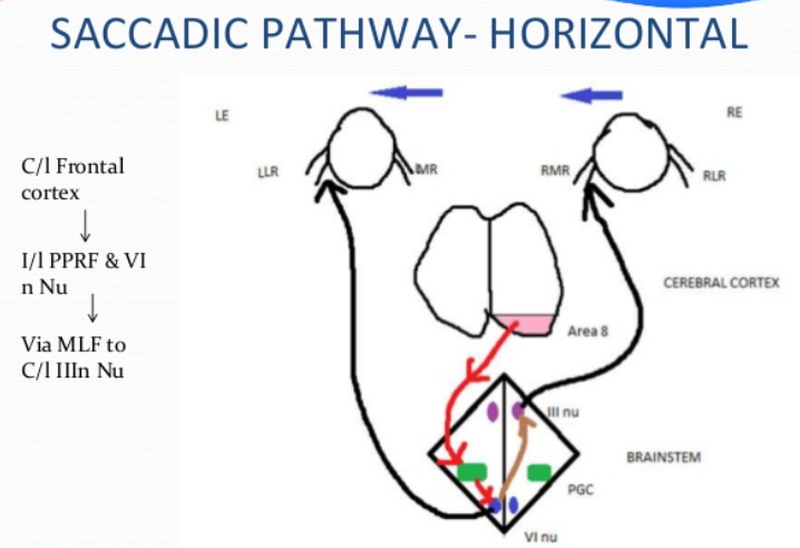 SACCADIC PATHWAY- HORIZONTAL C/l Frontal CO rtex 1 1/1 PPRF & VI n Nu Via MLFto C/l Ilin Nu 