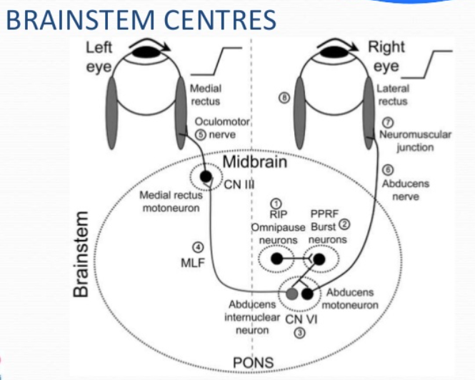 BRAINSTEM CENTRES Right @nerve Midbrain CN Ili CN VI PONS 