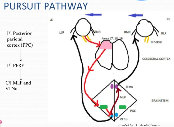 PURSUIT PATHWAY 1/1 Posterior parietal cortex (PPC) 1/1 PPRF cn MLF and 