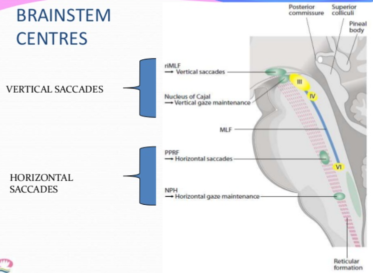 BRAINSTEM CENTRES VERTICAL SACCADES HORIZONTAL SACCADES 