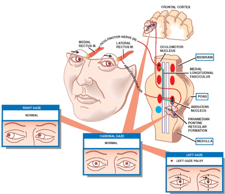 A diagram of the human body AI-generated content may be incorrect.