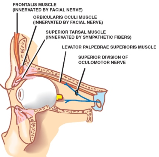 FRONTALJS MUSCLE (mNERVATED BY FACIAL NERVE) ORBICULAR'S OCULI MUSCLE (INNERVATED BY FACIAL NERVE) SUPERIOR TARSAL MUSCLE (INNERVATED BY SYMPATHETIC FIBERS) LEVATOR PALPEBRAE SUPERIOR'S MUSCLE SUPERIOR DIVISION OF OCULOMOTOR NERVE 