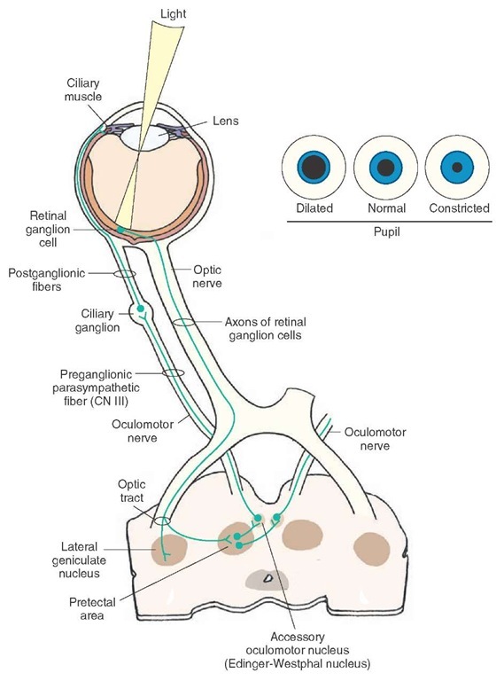 Visual System (sensory System) Part 4