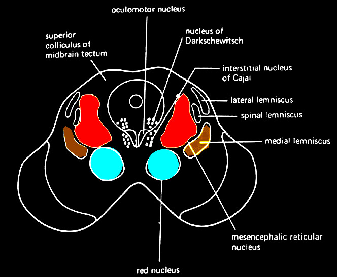 superior colliculus of midbr ain tectum oculomotor mxleus red nucleus nuclws Of Dark*hewitsch interstitial twclmls of Cajal lateral lemniscus Spinal medial lemniscus mesencephalic reticular rwcleus 