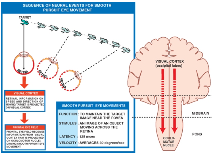 COQ". SEQUENCE OF NEURAL EVENTS FOR SMOOTH PURSUIT EYE MOVEMENT SMOOIH PuASLJlr EYE VovEVENrs FUNCTION : ro MAINTAIN THE TARGET IMAGE NEAR THE FOVEA AN IMAGE OF AN OBJECT MOVING ACROSS THE RETINA LATENCY ; 125 VELOCITY AVERAGES "OBRAIN 