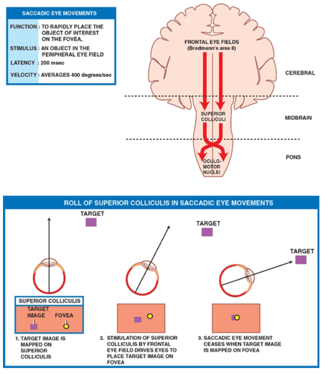 SACCADIC EYE FuNCTK* : TO RAPIDLY PLACE THE OBJECT OV MEREST THE FOVEA. : AN OBJECT IN THE PERIPHERAL EYE FIELD VELOCITY AVERAGES EYE ROLL OF SUPERIOR COLLICULIS IN SACCADIC EYE MOVEMENTS TARGET SUPERIOR COLucuus NAGE FOVEA (5 TARGET MAGE S uAPPE0 ON z snuuLATX)N OF cot ucuLß BY FRONTAL EYE ORWES EYES TO PLACE TARGET TARGET TARGET SACCADE EYE LOVEMENT CEASES WHEN TARGET MAGE ts FOVEA 