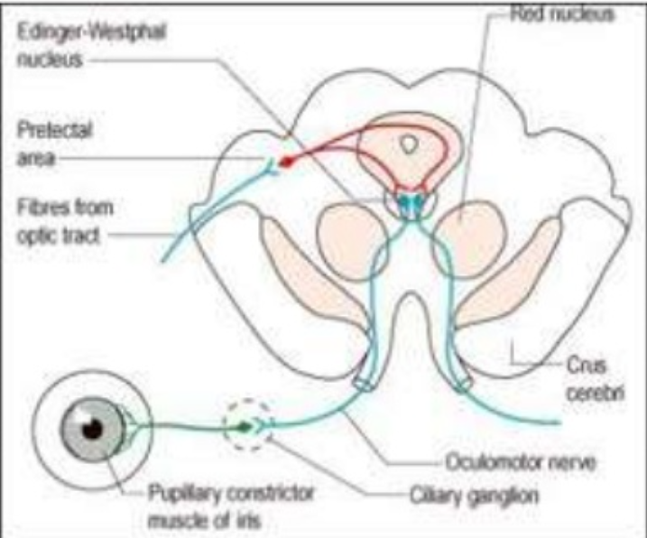 Diagram of a diagram of a human body AI-generated content may be incorrect.