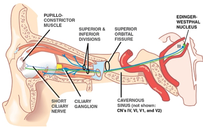 CONSTRICTOR EDINGER. WESTPHAL MUSCLE SHORT CILIARY SUPERIOR & INFERIOR DIVISIONS CILIARY GANGUON SUPERIOR ORBITAL FISSURE CAVERNOUS SINUS (not shown: VI. and 