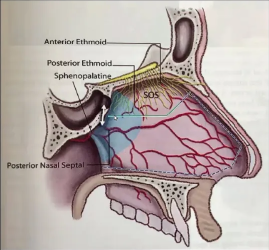 A close-up of a diagram of the human body AI-generated content may be incorrect.