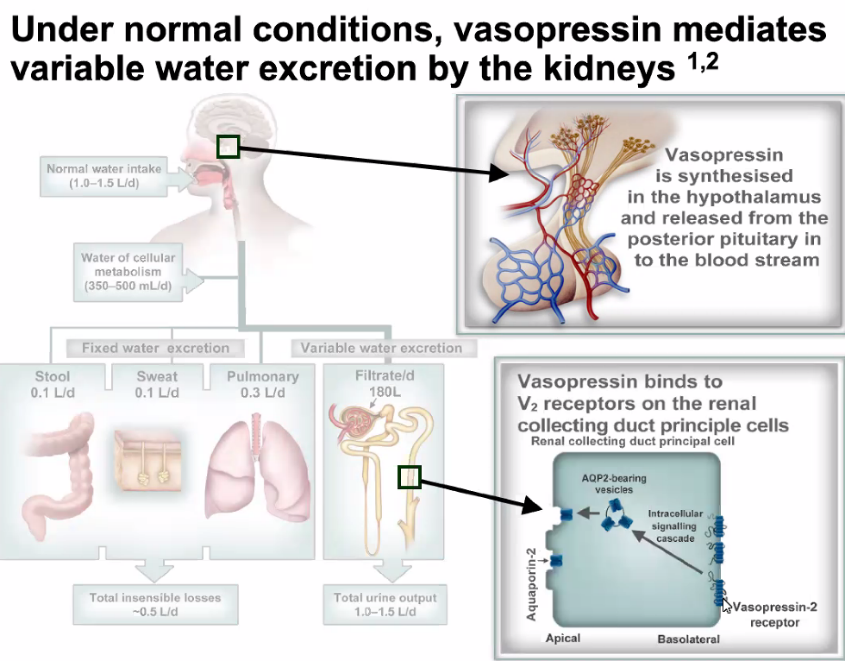 A diagram of a human body AI-generated content may be incorrect.